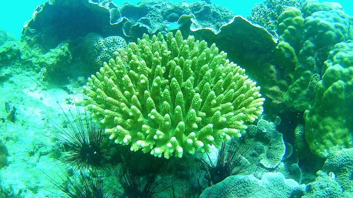 imagen n.º 10 de Excursión de snorkel a Koh Lipe, 6 horas, excursión 1 actividad en Golfo de Tailandia, subida por el proveedor