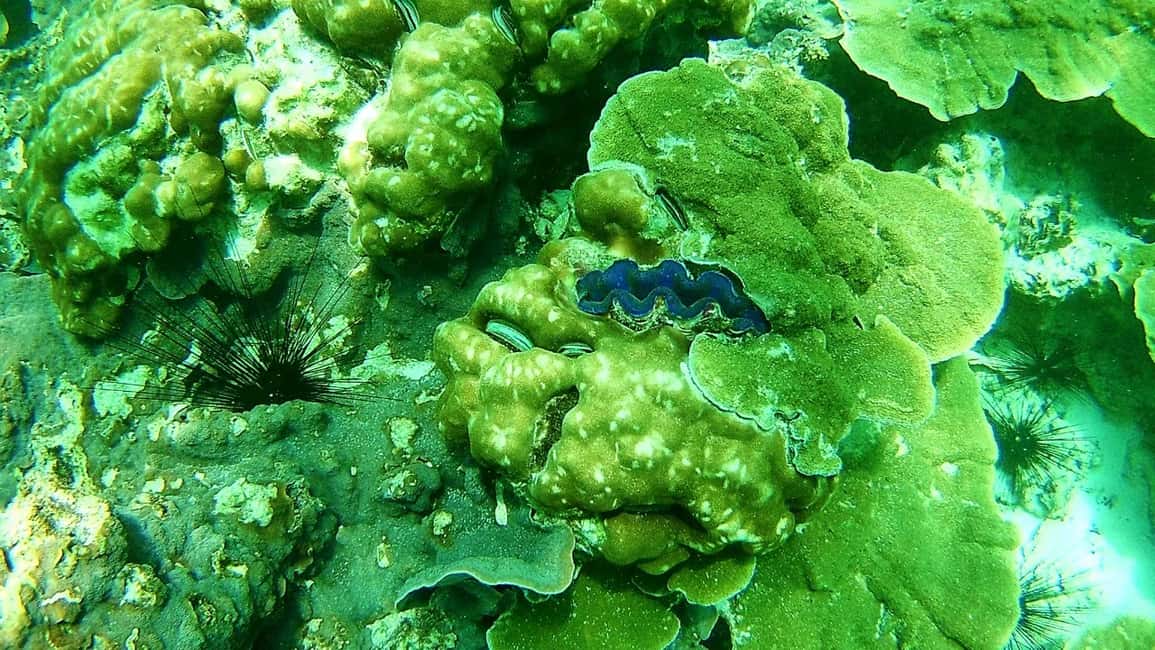 imagen n.º 14 de Excursión de snorkel a Koh Lipe, 6 horas, excursión 1 actividad en Golfo de Tailandia, subida por el proveedor