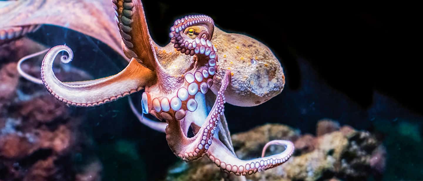 afbeelding n.16 van Mallorca: Toegangbewijs Palma Aquarium met Optionele 3D Bioscoop activiteit in Palma de Mallorca, geüpload door aanbieder