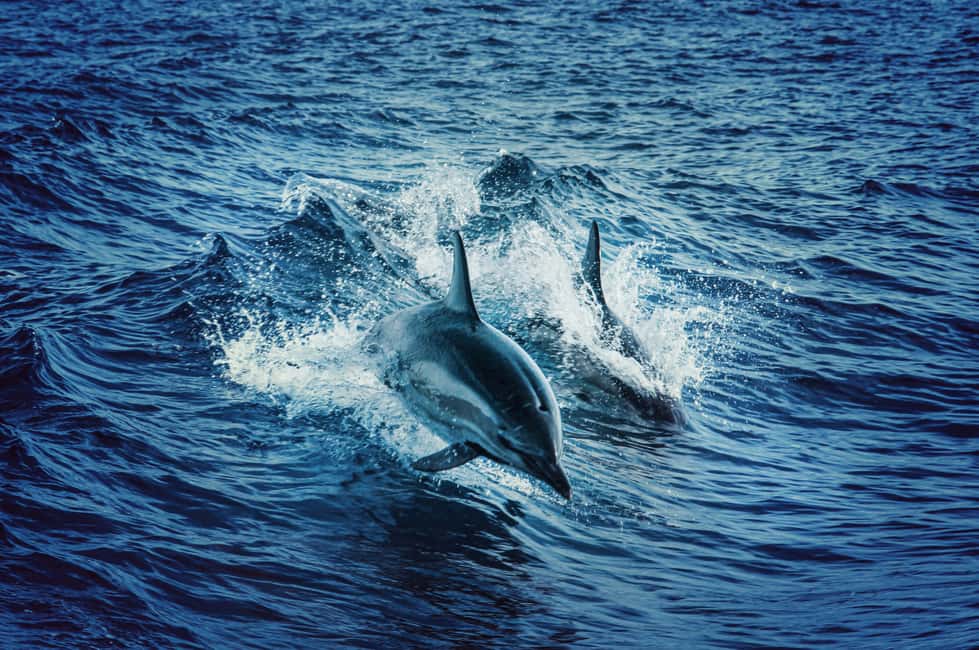 image n.8 of Mombasa: Wasini Dolphin Tour activity in Central Kenya, uploaded by supplier