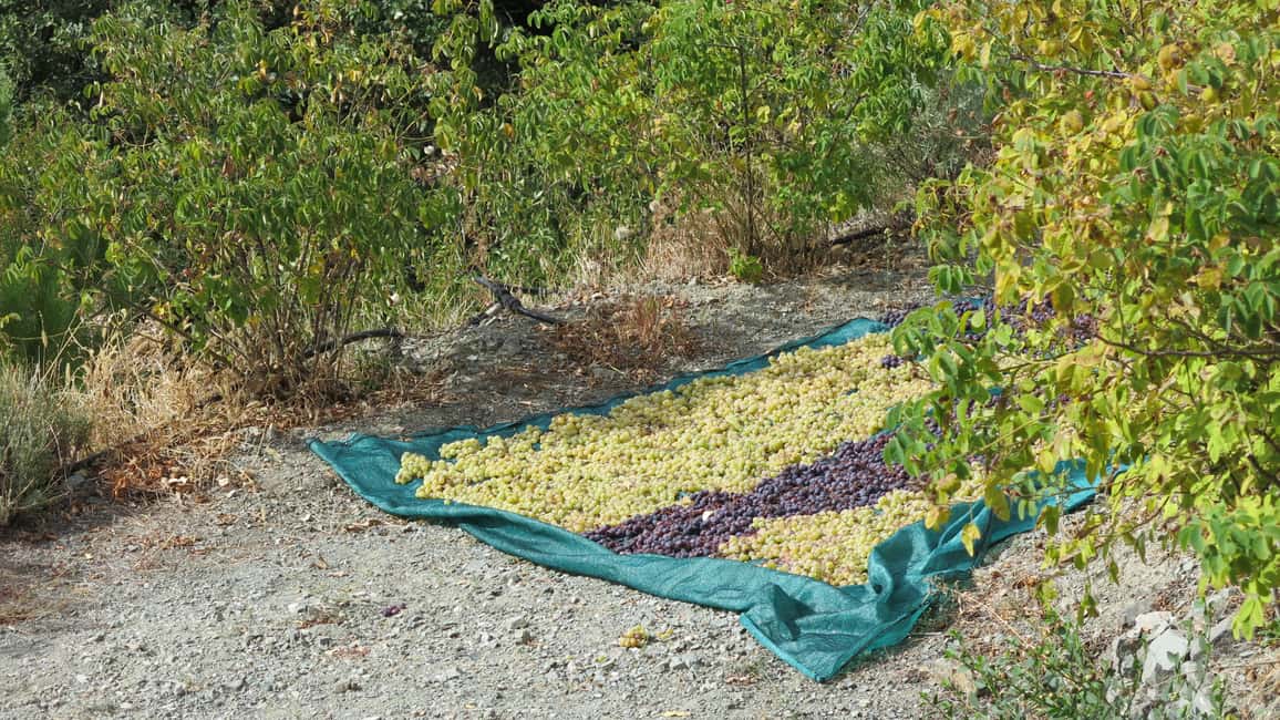 Image N°2 de Chypre : Circuit des villages et vignobles des monts Troodos activité à District de Limassol, publiée par le prestataire