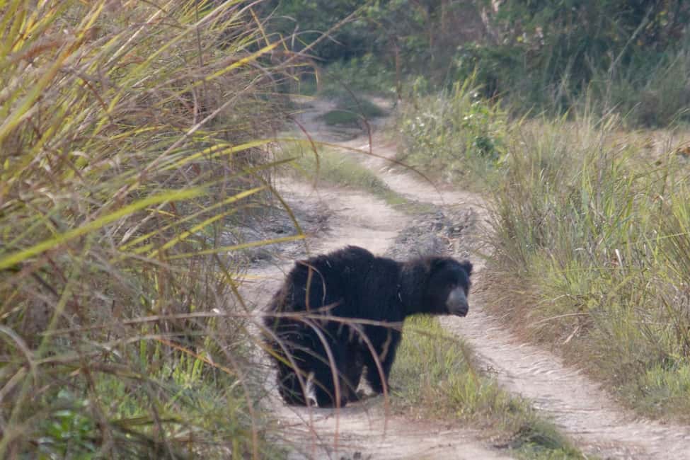 image n.3 of From Kathmandu/Pokhara: 3 Day All-Inclusive Chitwan Safari activity in Pashchimanchal, Western Region, uploaded by supplier