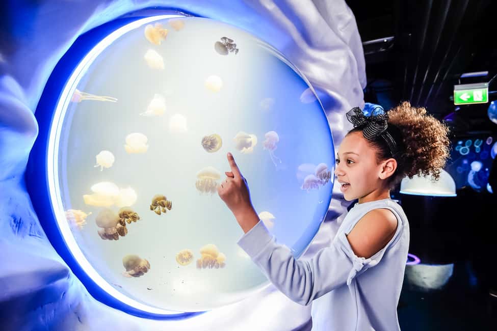 image n.2 of London: SEA LIFE Entry Ticket activity in London, uploaded by supplier