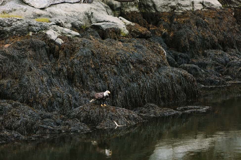 image n.11 of Boothbay Harbor: Spectacular Kennebec River Cruise activity in Boothbay Harbor, uploaded by supplier