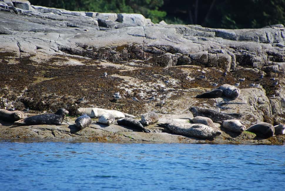 image n.5 of Campbell River: Salish Sea Whale Watching Adventure activity in Campbell River, uploaded by supplier