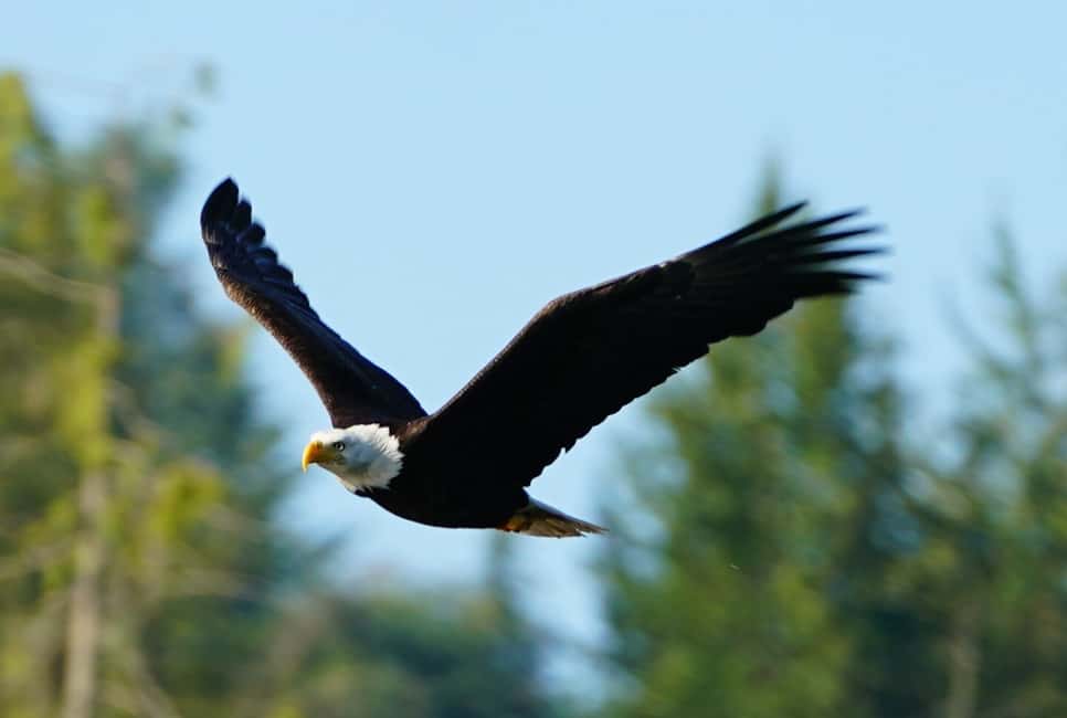 image n.6 of Campbell River: Salish Sea Whale Watching Adventure activity in Campbell River, uploaded by supplier