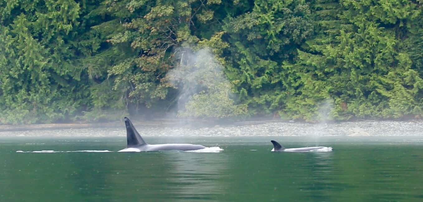 image n.2 of Campbell River: Salish Sea Whale Watching Adventure activity in Campbell River, uploaded by supplier