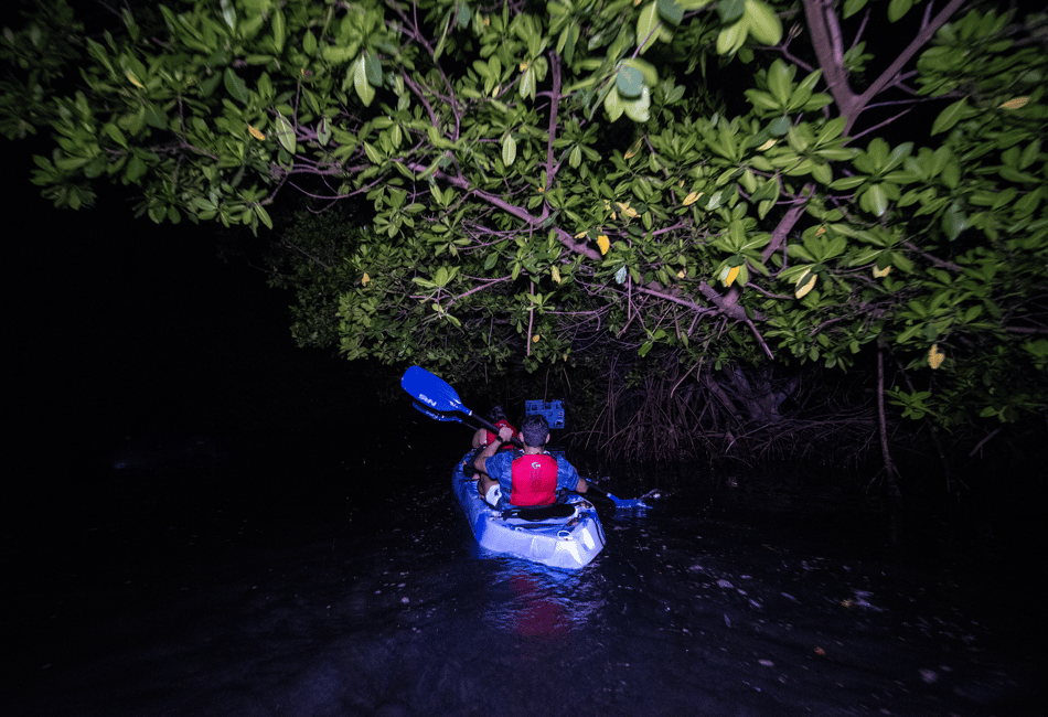 Obraz nr 15 z atrakcji Z San Juan: El Yunque Rainforest i Bio Bay Kayak Combo w Río Grande, Portoryko, przesłany przez organizatora