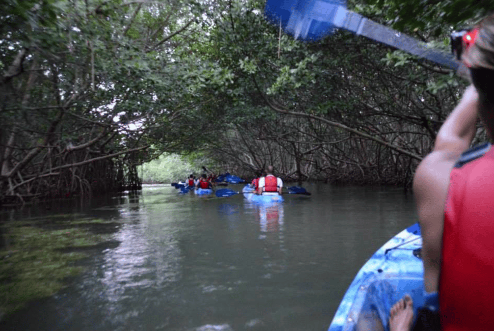 Obraz nr 13 z atrakcji Z San Juan: El Yunque Rainforest i Bio Bay Kayak Combo w Río Grande, Portoryko, przesłany przez organizatora