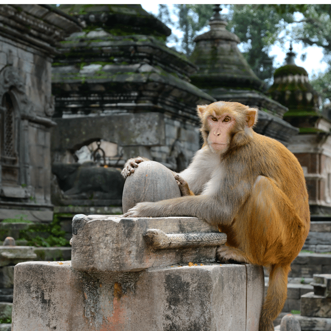 image n.16 of Kathmandu: Private/Group Tour to 7 UNESCO Sites with Lunch activity in Kathmandu, uploaded by supplier