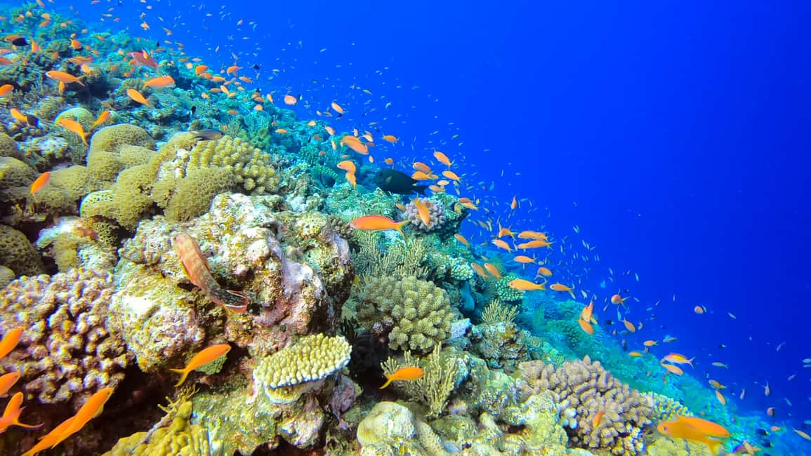 image n.8 of Naha, Okinawa: Kerama Islands Full-Day Intro-Diving Trip activity in Okinawa, uploaded by supplier