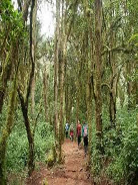 image n.4 of Best Kilimanjaro Day Hike With Car Shira Plateau experience activity in Arusha (Region), uploaded by supplier