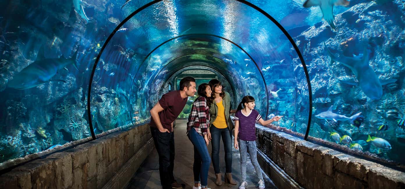 image n.2 of Las Vegas: Shark Reef Aquarium & VR Experience Entry Ticket activity in Las Vegas, uploaded by supplier