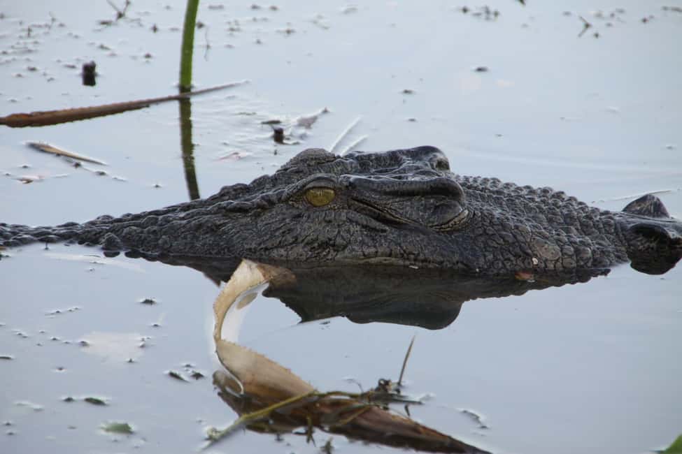 image n.11 of Darwin: Kakadu National Park Day Trip activity in Northern Territory, uploaded by supplier