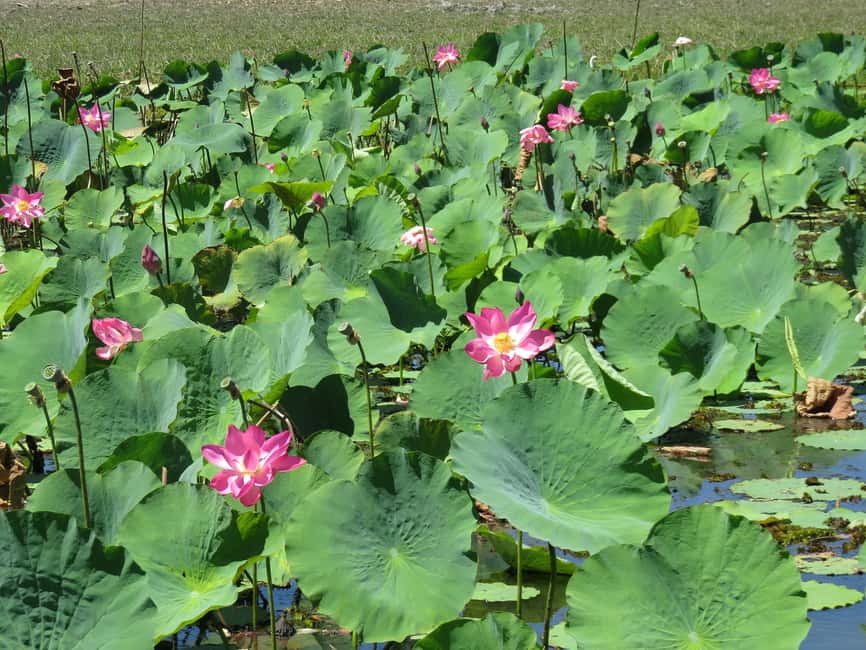 image n.9 of Darwin: Kakadu National Park Day Trip activity in Northern Territory, uploaded by supplier