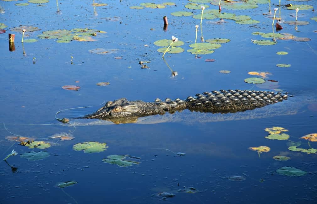 image n.12 of Darwin: Kakadu National Park Day Trip activity in Northern Territory, uploaded by supplier