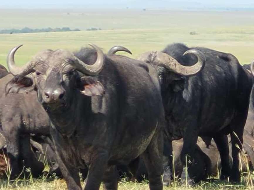 image n.16 of Tsavo East and Tsavo West Sanctuary Safari activity in Coast Province, uploaded by supplier