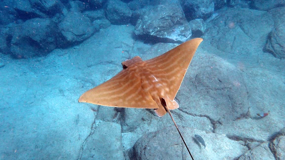 image n.9 of Tenerife: Kayak and Snorkel with Turtles with Free Videos activity in Los Cristianos, uploaded by supplier