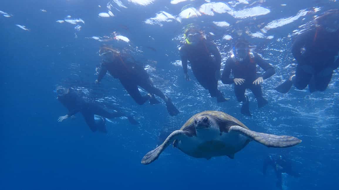 image n.10 of Tenerife: Kayak and Snorkel with Turtles with Free Videos activity in Los Cristianos, uploaded by supplier