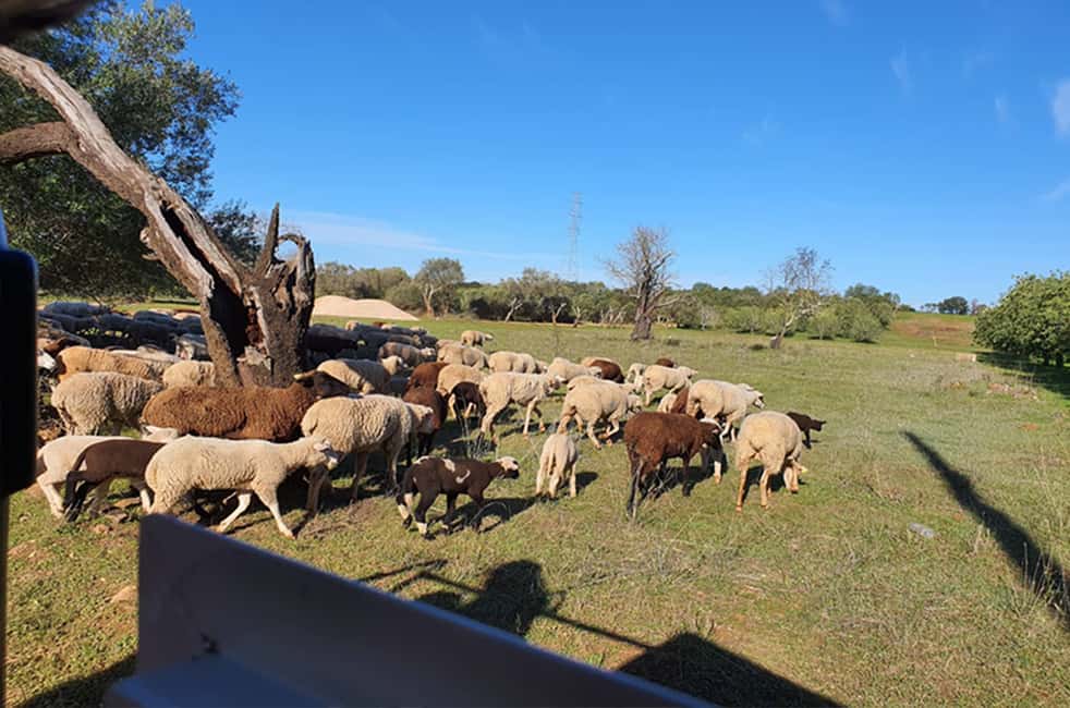 image n.23 of Albufeira: Safari Excursion in the Algarve Mountains activity in Alte, uploaded by supplier