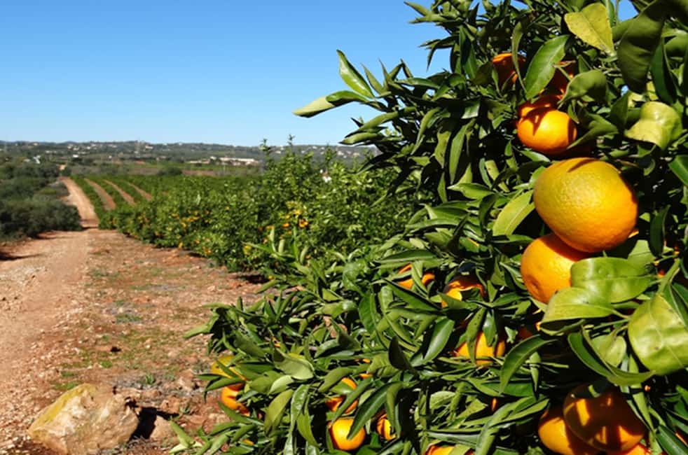 image n.6 of Albufeira: Safari Excursion in the Algarve Mountains activity in Alte, uploaded by supplier