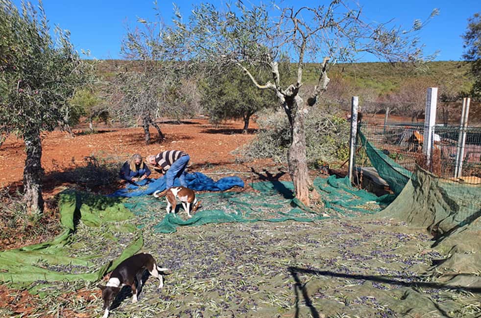 image n.28 of Albufeira: Safari Excursion in the Algarve Mountains activity in Alte, uploaded by supplier