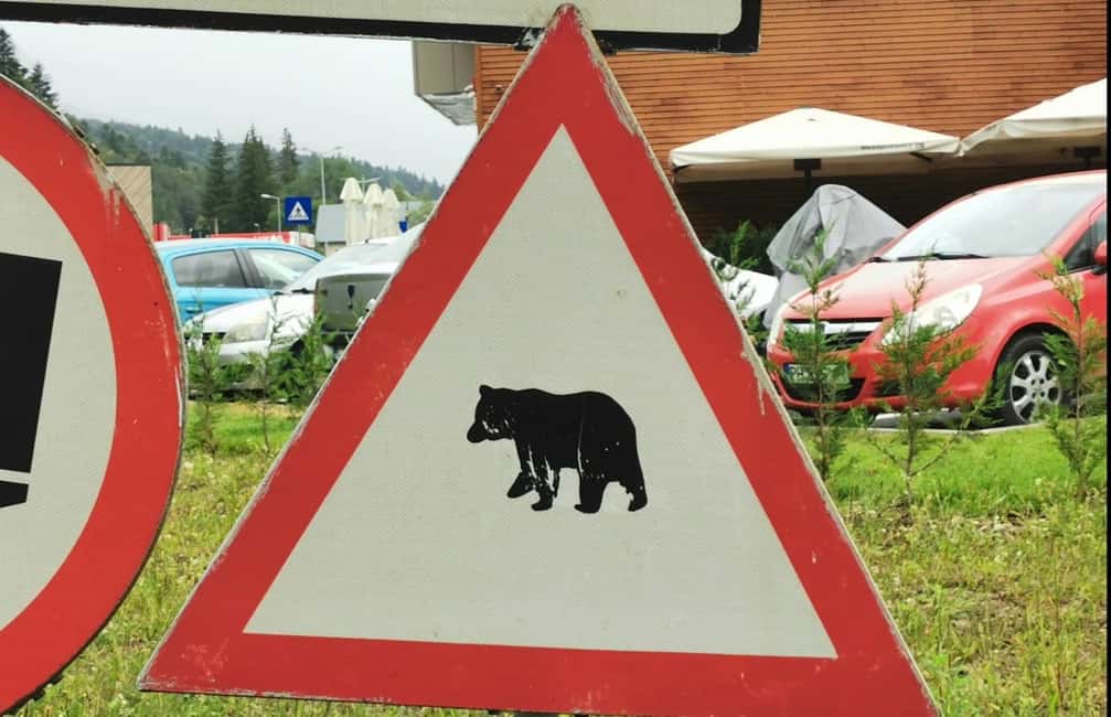 image n.10 of Small group max 7 pax - Top Gear Road and Wild Brown Bears activity in Curtea de Argeş, uploaded by supplier
