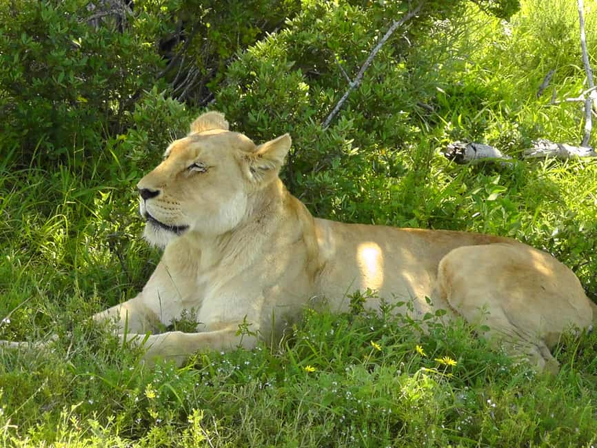 image n.6 of Port Elizabeth:2-Day Schotia Safaris & Addo Wildlife Reserve activity in Eastern Cape, uploaded by supplier