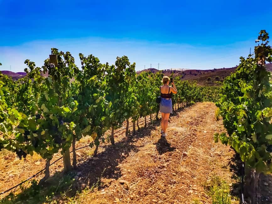 image n.3 of From Lagos: Small-Group 4-Hour Wine Tasting Tour activity in Monchique, uploaded by supplier
