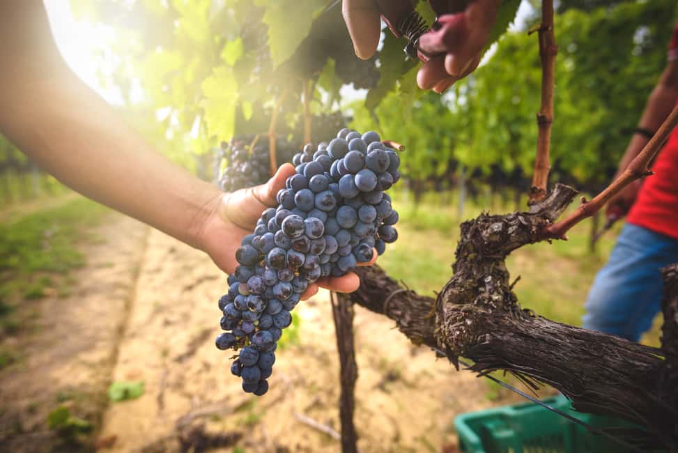 Immagine nº 5 di Da Firenze: Chianti, Montalcino e Montepulciano - Minivan attività a Firenze, caricata dal fornitore