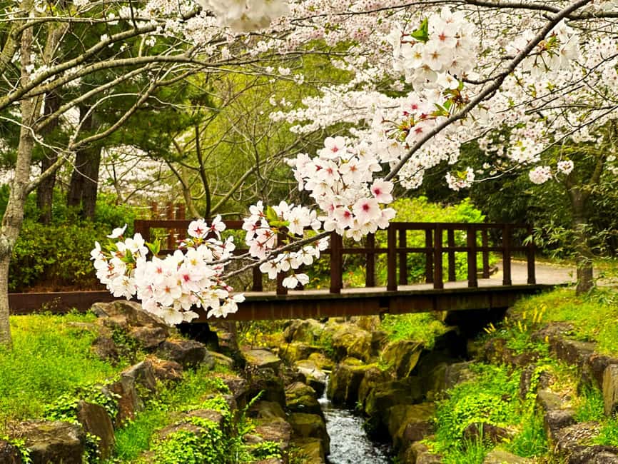 image n.6 of West Jeju Cherry Blossom Strawberry Picking Small Group Tour activity in Jeju, uploaded by supplier