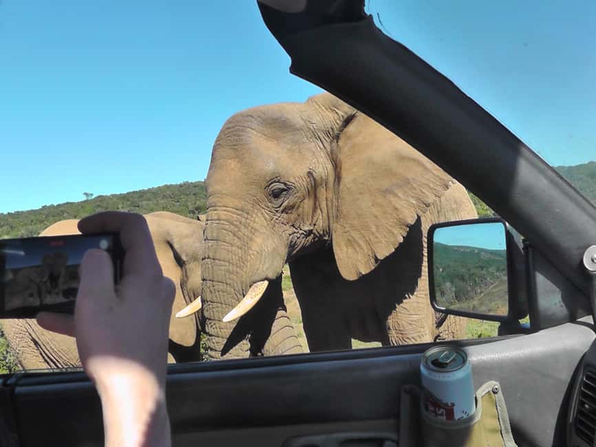 image n.4 of Port Elizabeth:2-Day Schotia Safaris & Addo Wildlife Reserve activity in Eastern Cape, uploaded by supplier