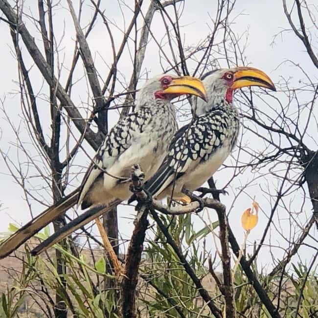 imagem n.5 de De Joanesburgo: Safari de vida selvagem em Pilanesberg atividade em Noroeste, África do Sul, carregada pelo fornecedor