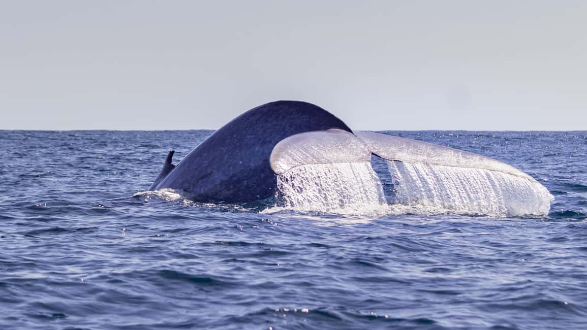 image n.2 of Terceira: Half-Day Dolphin and Whale Watching Tour activity in Angra do Heroísmo, uploaded by supplier