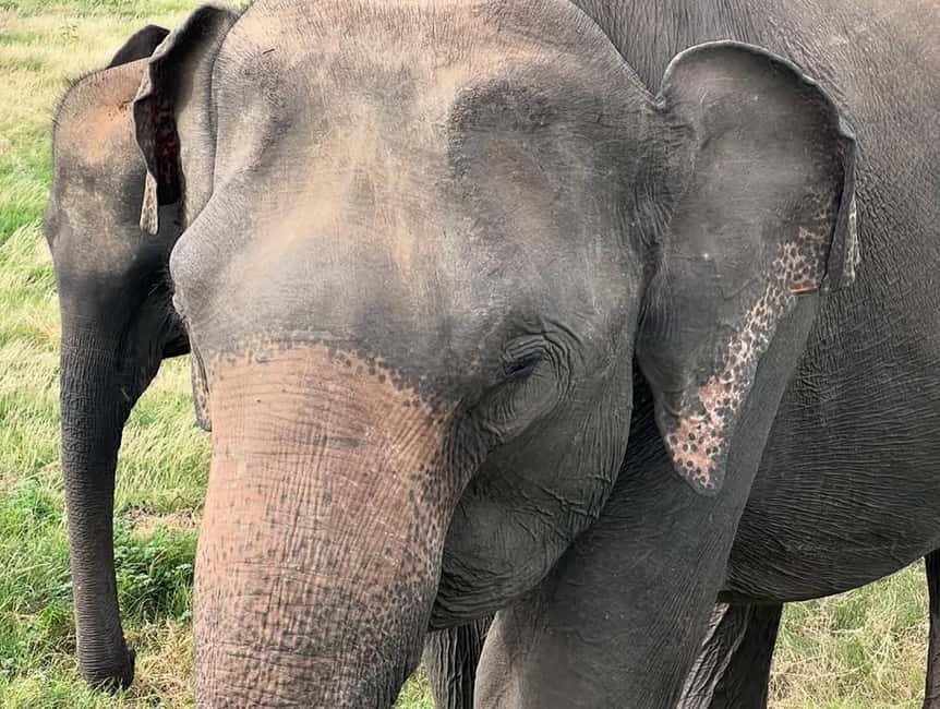 imagem n.3 de De Sigiriya: Safari em jipe 4X4 no Parque Nacional Minneriya atividade em Anuradhapura, carregada pelo fornecedor