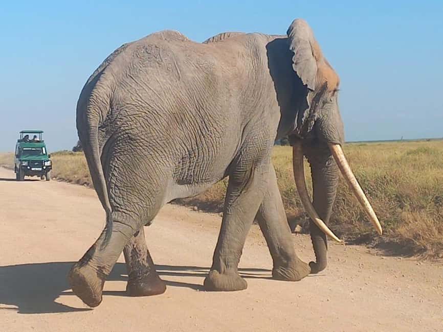image n.7 of DAY TRIP AMBOSELI NATIONAL PARK FROM NAIROBI BUDGET SAFARI. activity in Central Kenya, uploaded by supplier