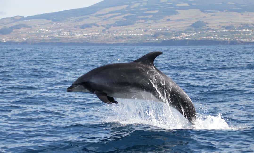 image n.3 of Terceira: Half-Day Dolphin and Whale Watching Tour activity in Angra do Heroísmo, uploaded by supplier