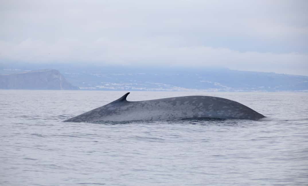 image n.5 of Terceira: Half-Day Dolphin and Whale Watching Tour activity in Angra do Heroísmo, uploaded by supplier
