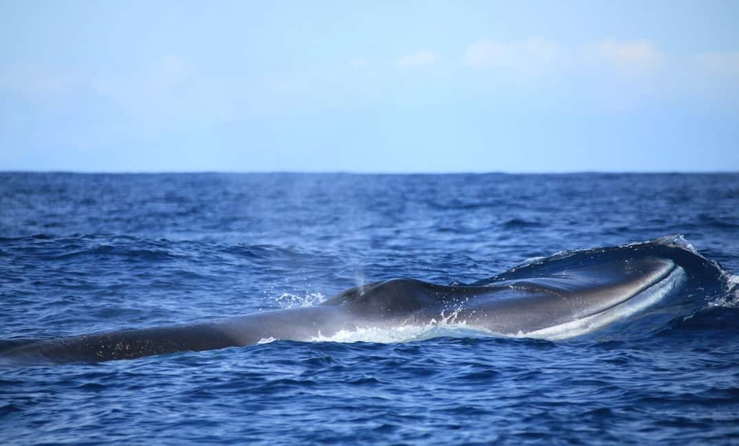 image n.7 of Terceira: Half-Day Dolphin and Whale Watching Tour activity in Angra do Heroísmo, uploaded by supplier