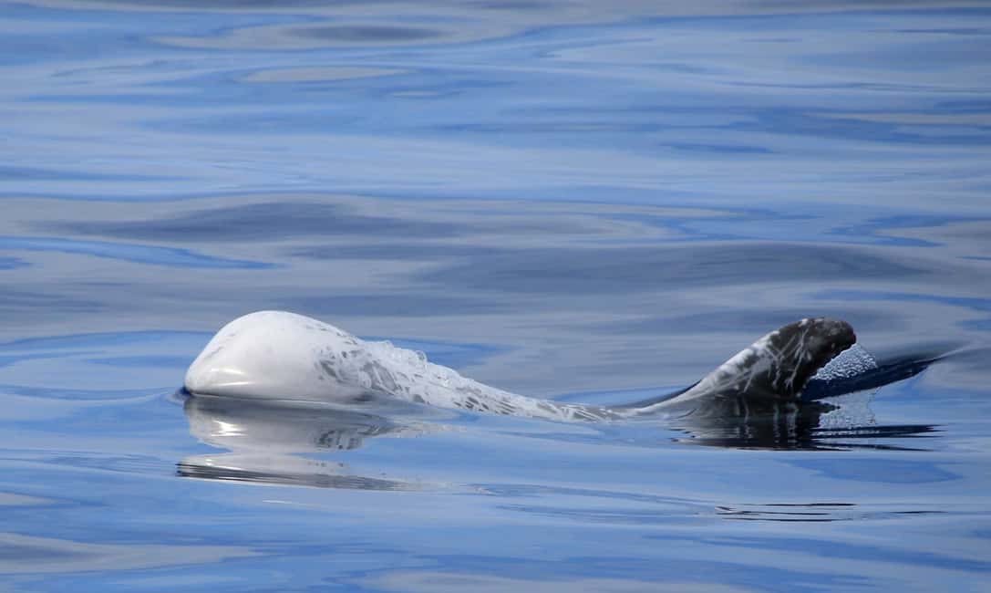 image n.8 of Terceira: Half-Day Dolphin and Whale Watching Tour activity in Angra do Heroísmo, uploaded by supplier