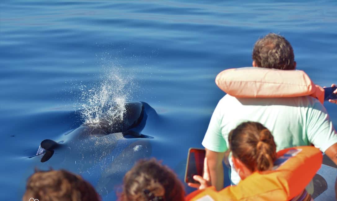 image n.9 of Terceira: Half-Day Dolphin and Whale Watching Tour activity in Angra do Heroísmo, uploaded by supplier