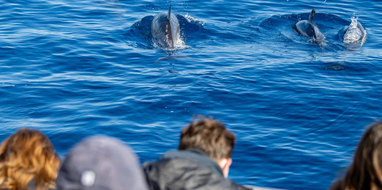 image n.10 of Terceira: Half-Day Dolphin and Whale Watching Tour activity in Angra do Heroísmo, uploaded by supplier