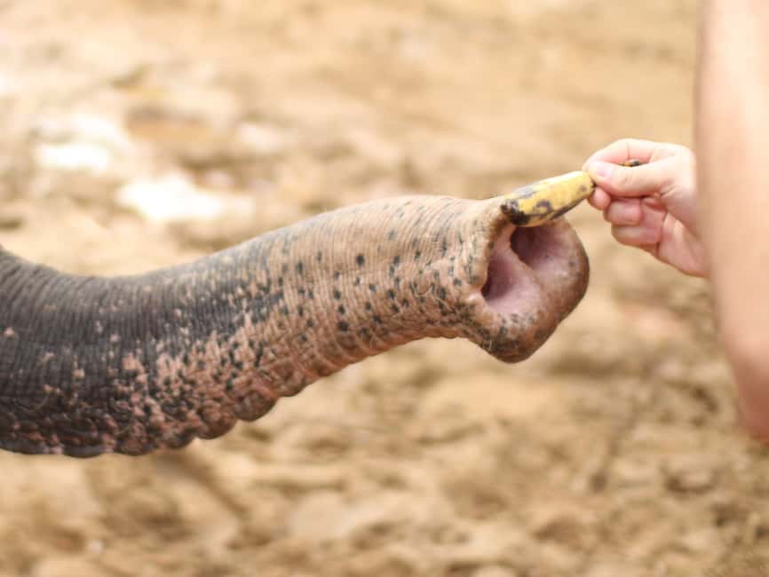 Immagine nº 5 di Khao Lak: Bagno con gli elefanti e visita al centro tartarughe attività a Takua Pa, caricata dal fornitore