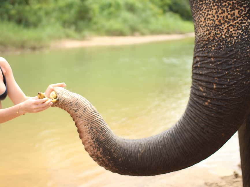 Immagine nº 6 di Khao Lak: Bagno con gli elefanti e visita al centro tartarughe attività a Takua Pa, caricata dal fornitore
