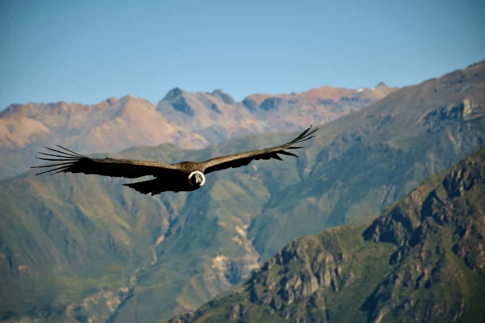 image n.4 of Full-Day Colca Canyon Tour from Arequipa activity in Chivay, uploaded by supplier