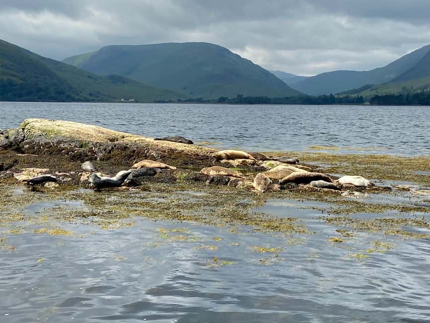 billede nr.2 af aktiviteten Fort William: Sejlads på Loch Linnhe for at se sæler i Det skotske højland, uploadet af udbyder