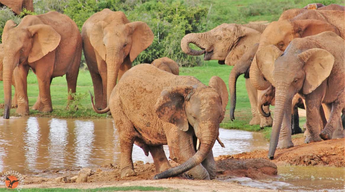 image n.2 of Addo Elephant National Park: Guided Half-Day Safari activity in Eastern Cape, uploaded by supplier