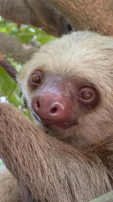 image n.8 of Cahuita: Walking Tour and Wildlife Sightseeing, Tour with Tour Guide activity in Limón Province, uploaded by supplier