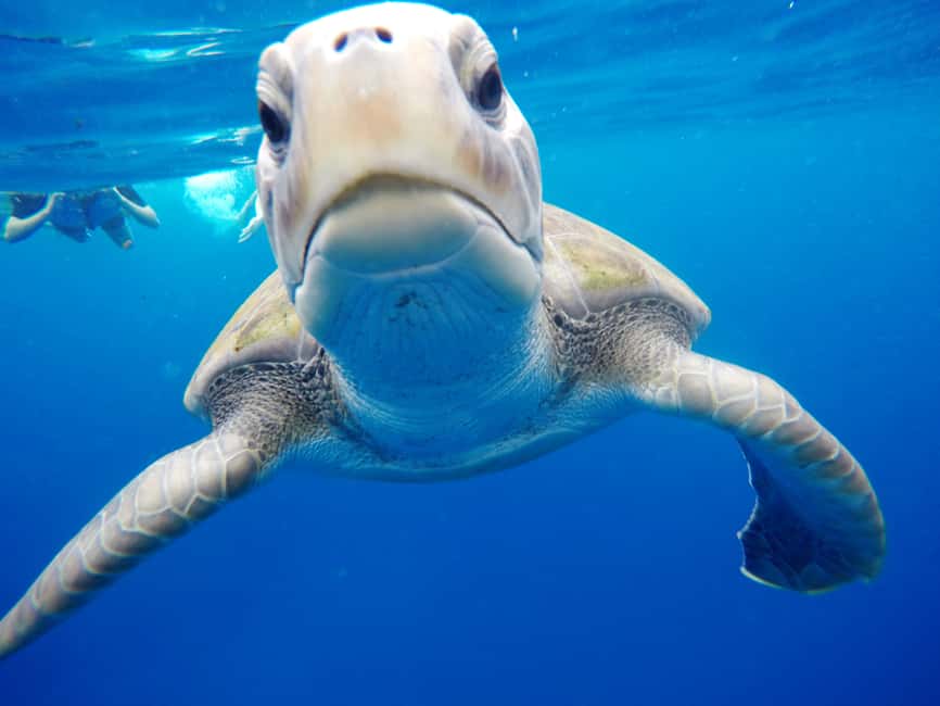 image n.11 of Tenerife: Kayak & Snorkel with Turtles & Dolphins w/Photos activity in Los Cristianos, uploaded by supplier