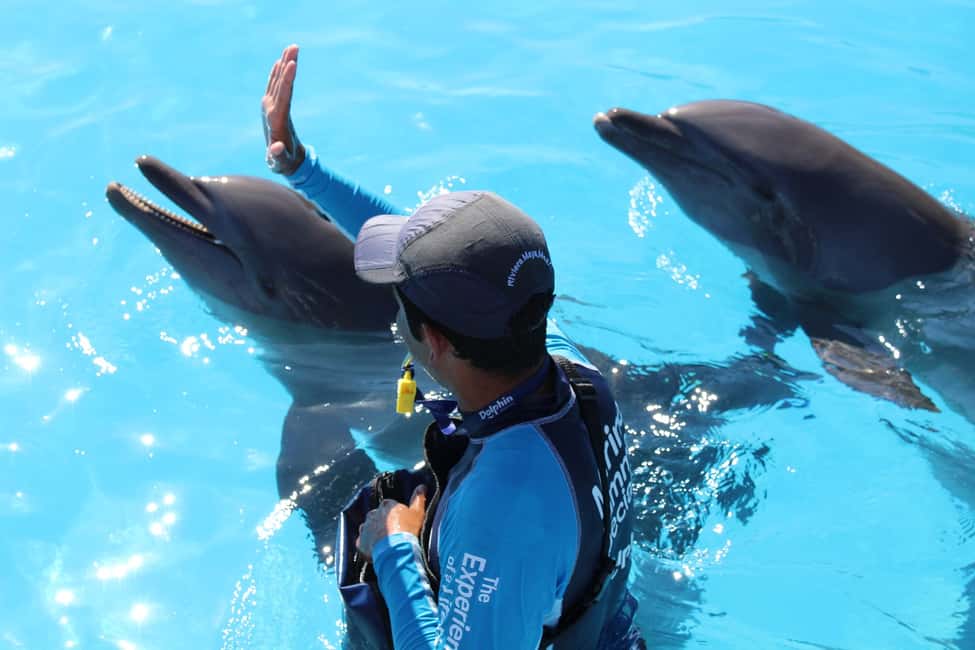 image n.5 of Riviera Maya: Dolphin Encounter with Beach Club Access activity in Quintana Roo, uploaded by supplier